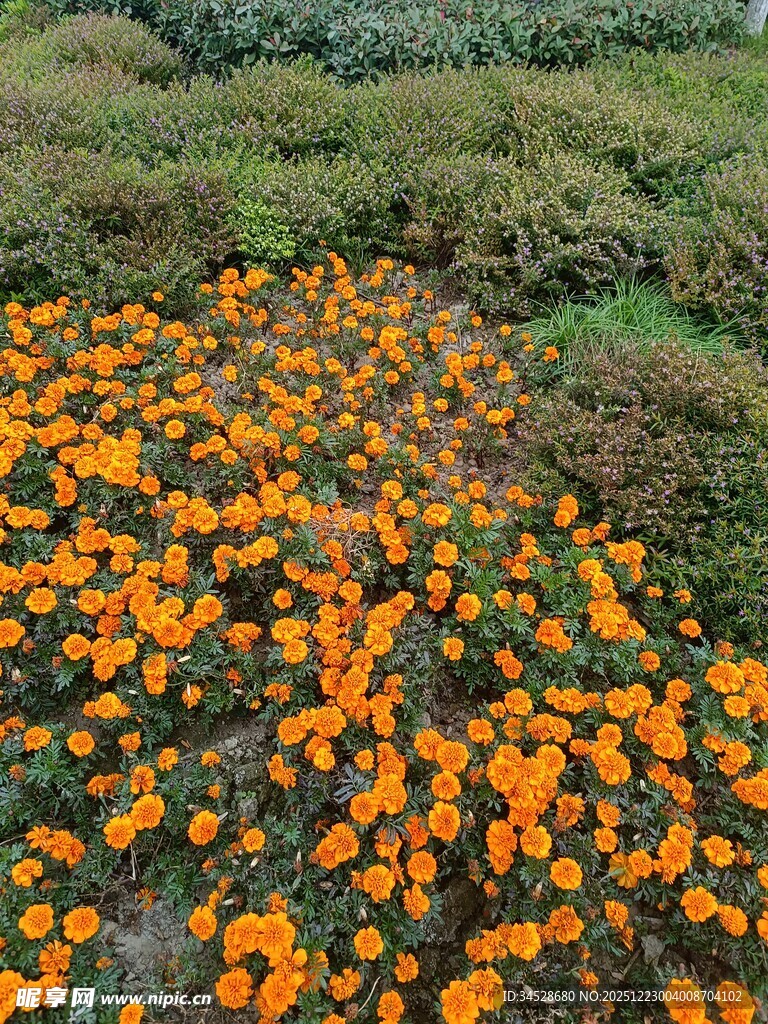 橙色花海绽放于绿野间