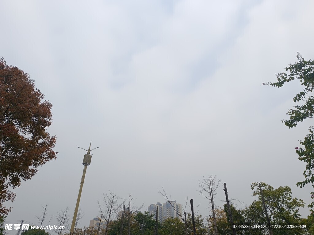 城市中的树木与通信塔