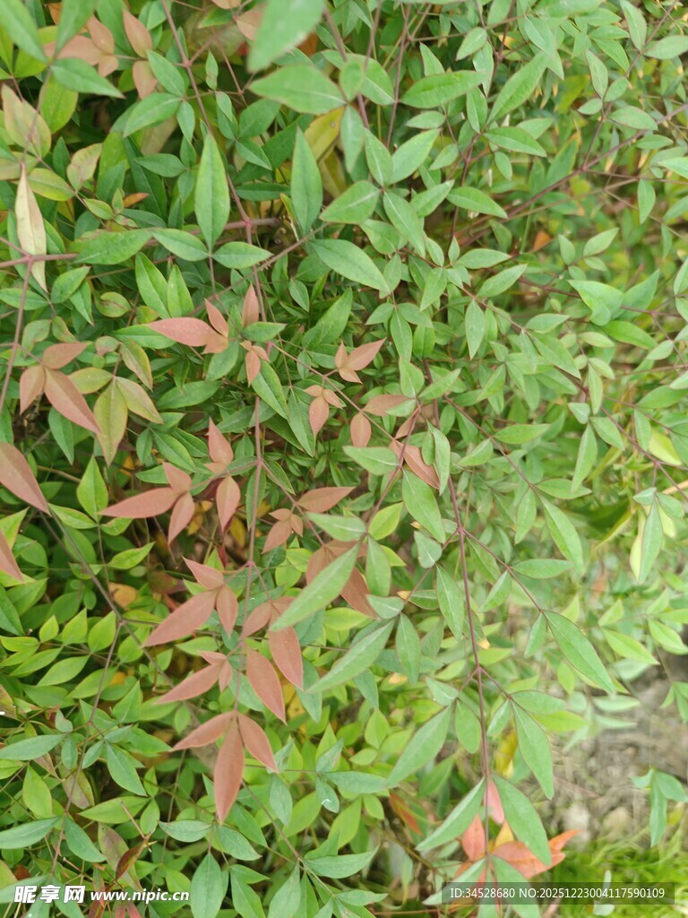 多彩枝叶的植物景观