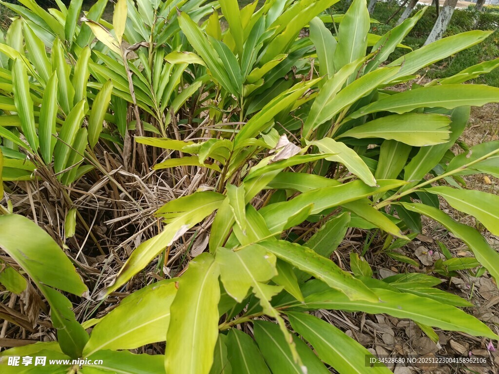 翠绿繁茂的热带植物