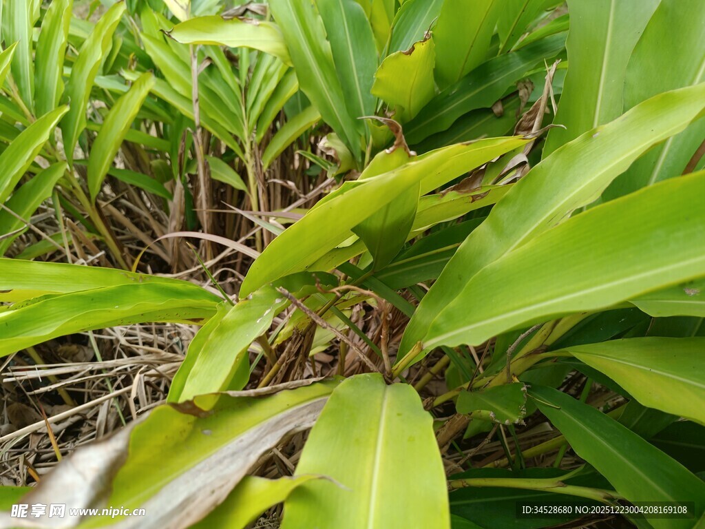 翠绿繁茂的热带植物