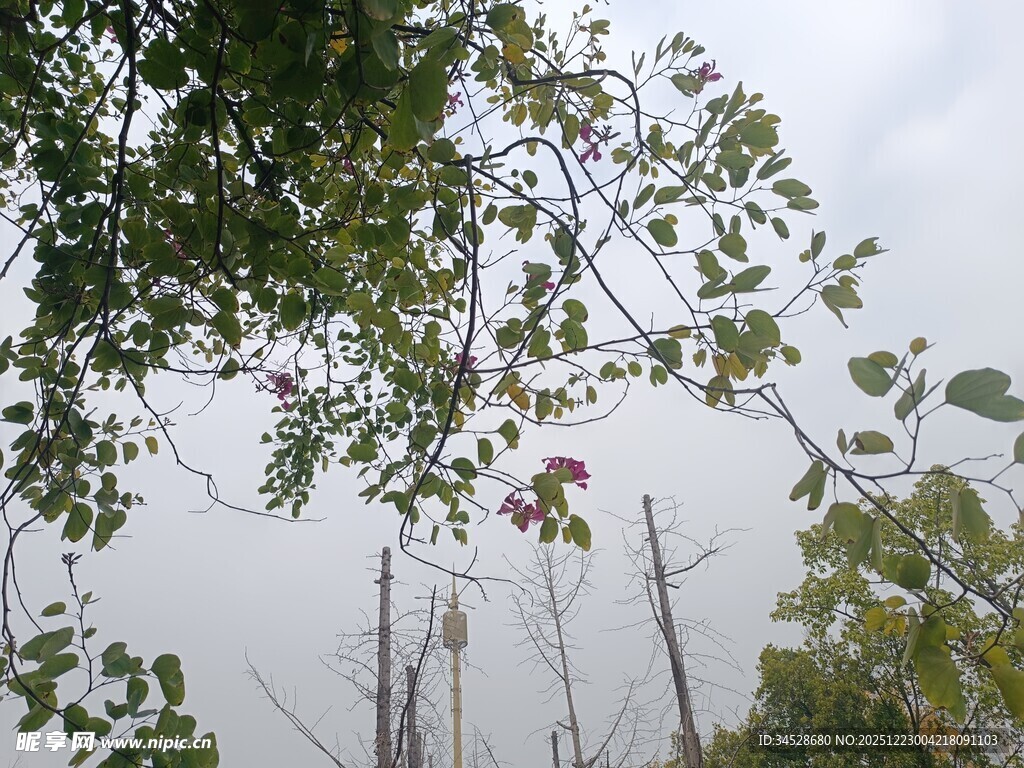 透过枝叶看朦胧天空
