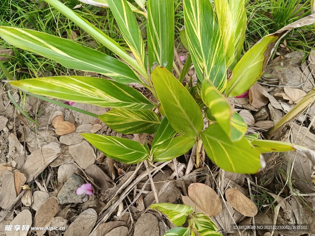 黄绿条纹叶片植物特写