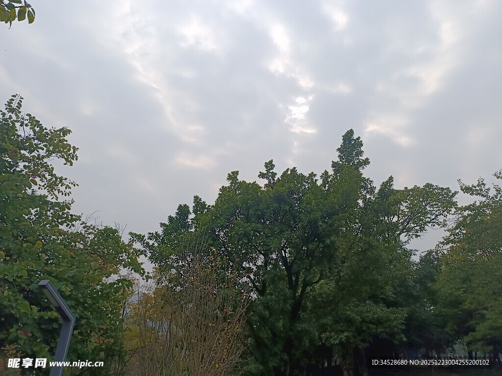 绿树掩映下的天空景象