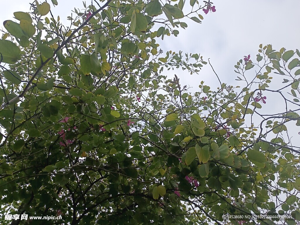 绿叶繁茂的树上结着果实