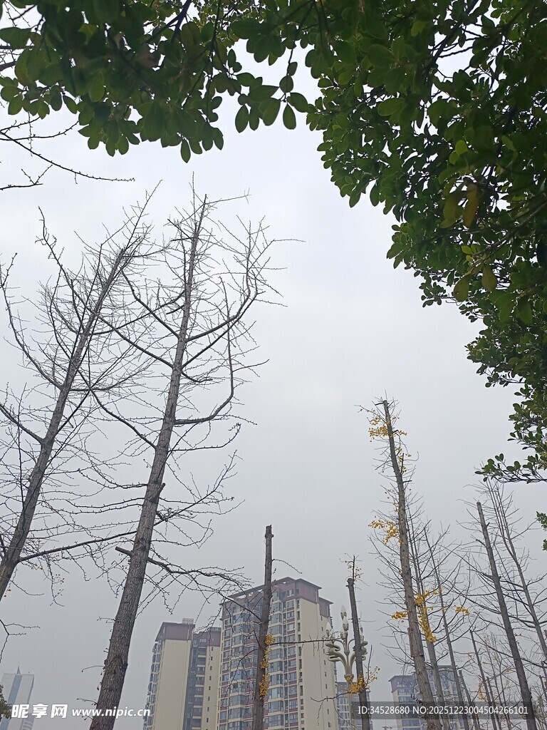 冬日枯树旁的高楼景象