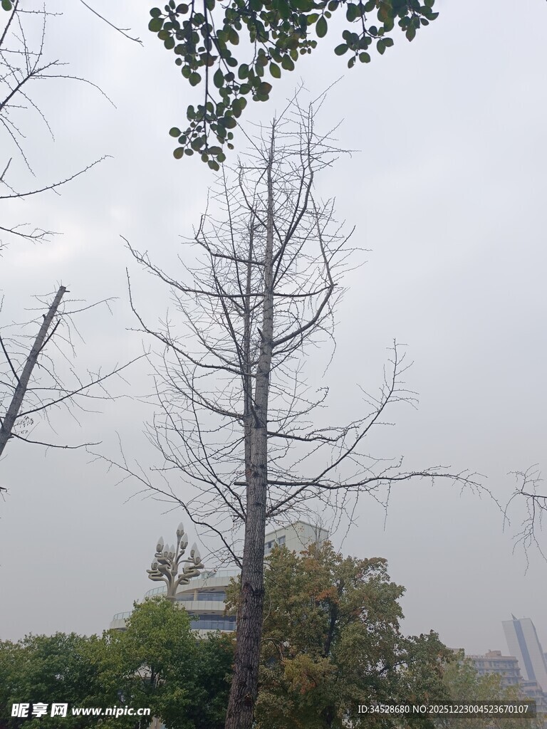 光秃树木立于户外场景