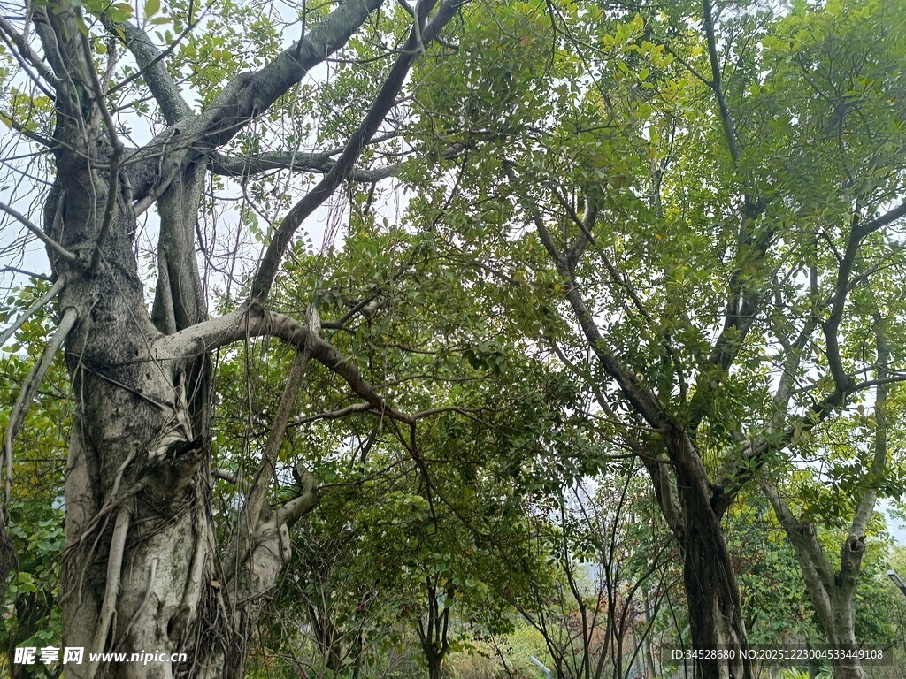 茂密树林中的繁茂树木