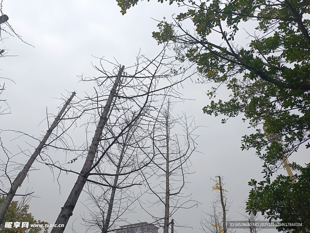 枯树与绿树对比景象