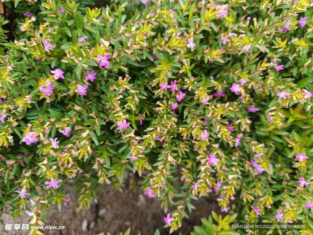 繁茂绿植间点缀紫色小花