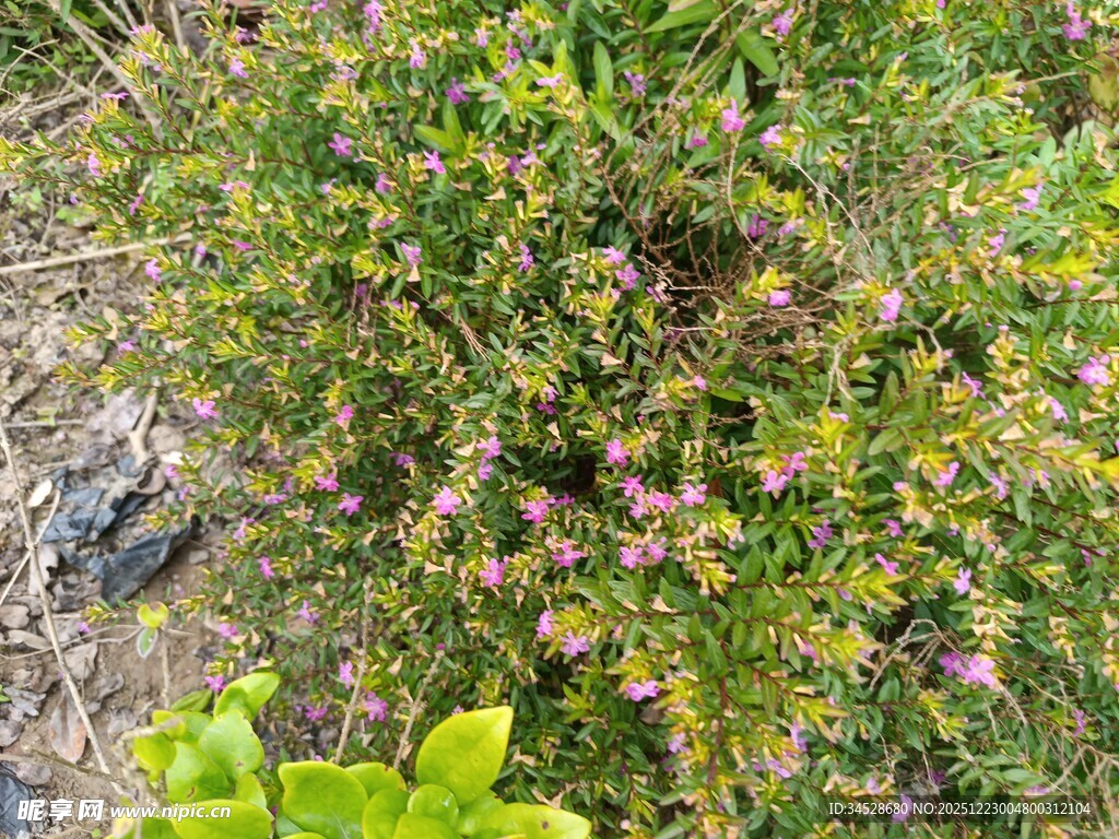 繁茂花丛中的多彩小花