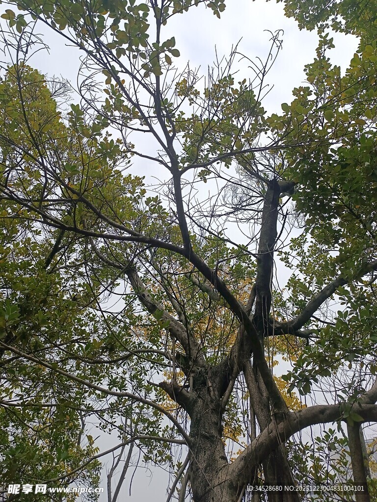 秋日繁茂树木景象