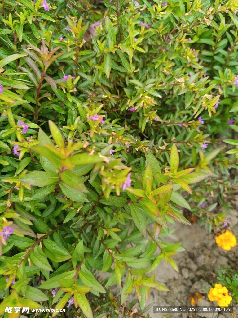 多彩植物花卉景观