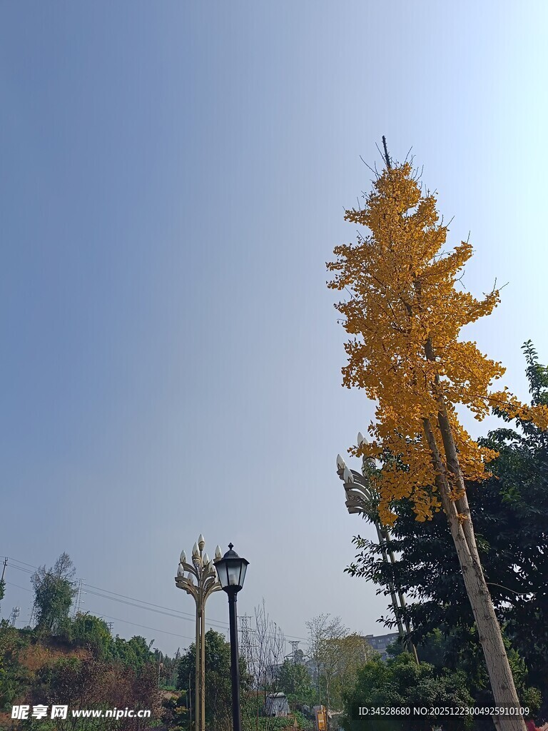 秋日金黄树木与路灯景观