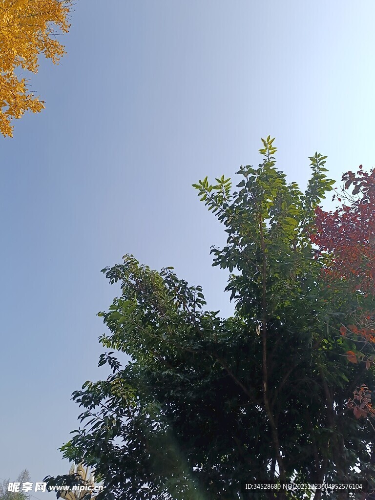 阳光下的绿树蓝天