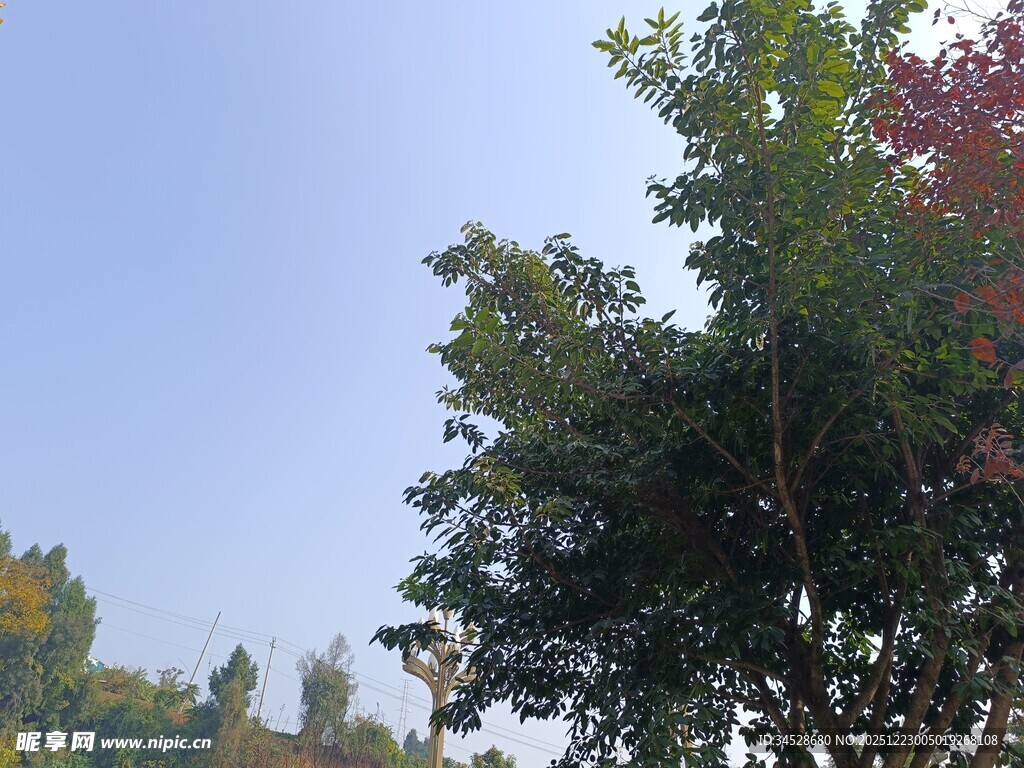 秋日绿树蓝天景致