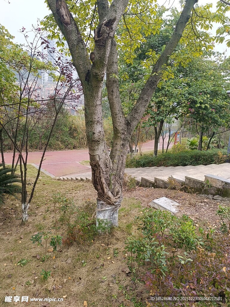 秋日公园树木景观