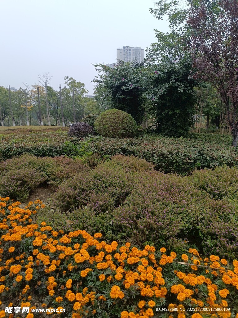 花园中绽放的绚烂花朵