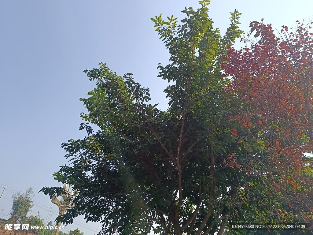 户外绿树蓝天景致