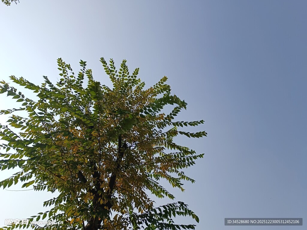 蓝天映衬下的繁茂绿树