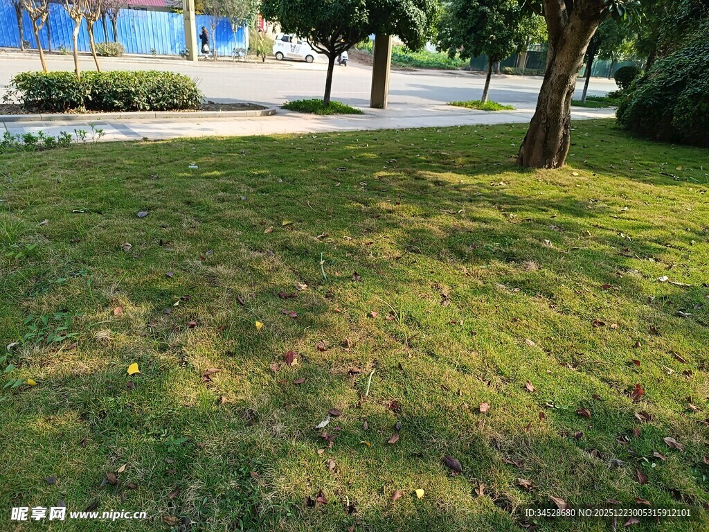 阳光下的翠绿草坪