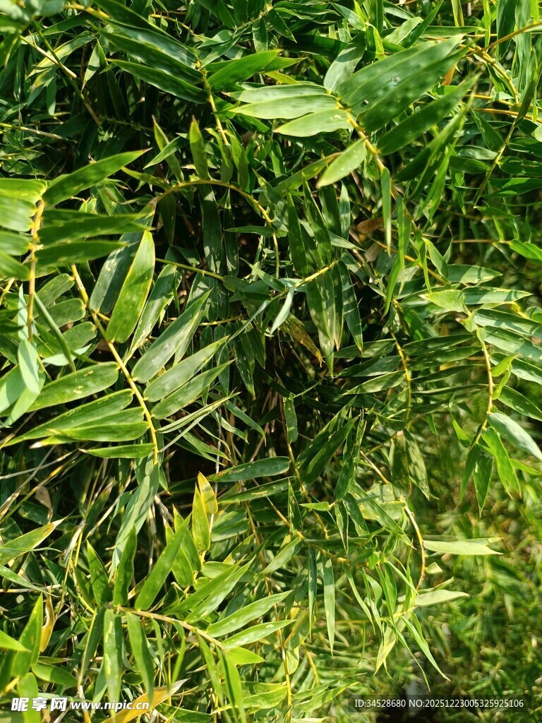 翠绿繁茂的热带植物叶片