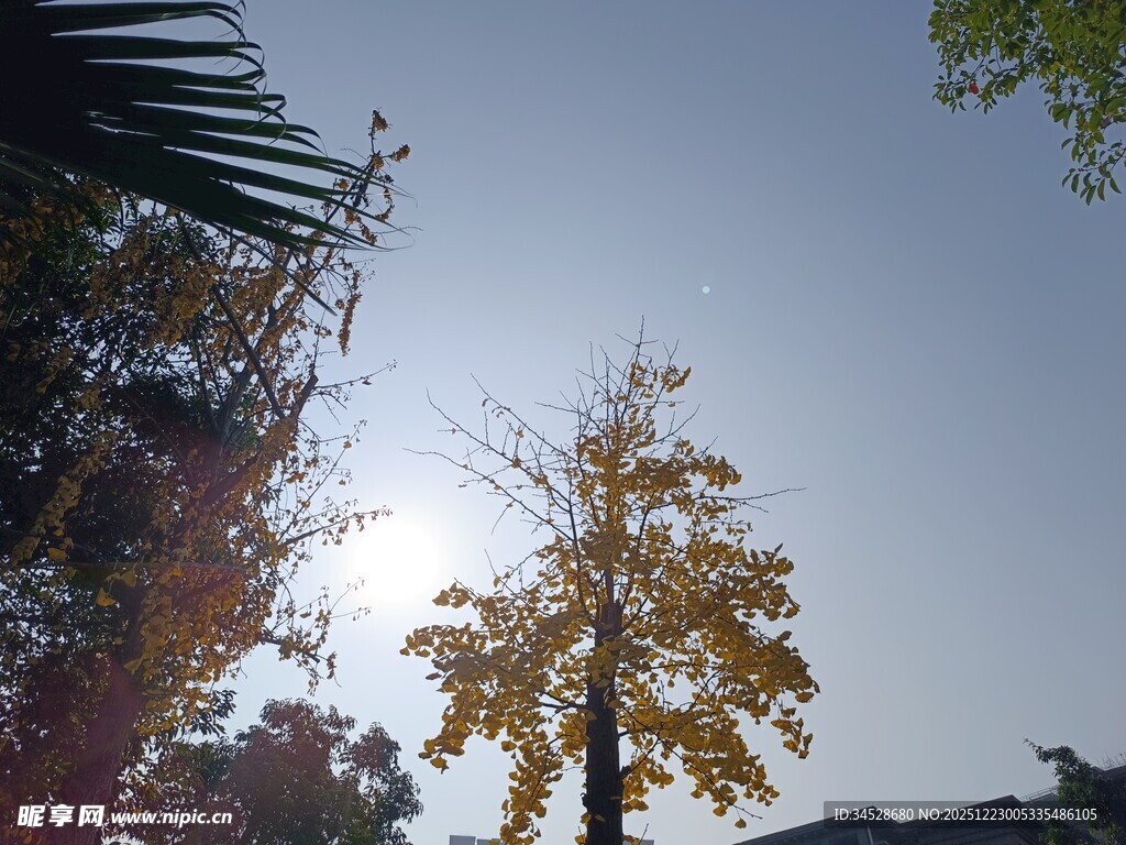 秋日阳光下的金黄银杏树