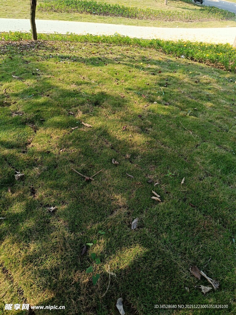 阳光下的草地与斑驳树影