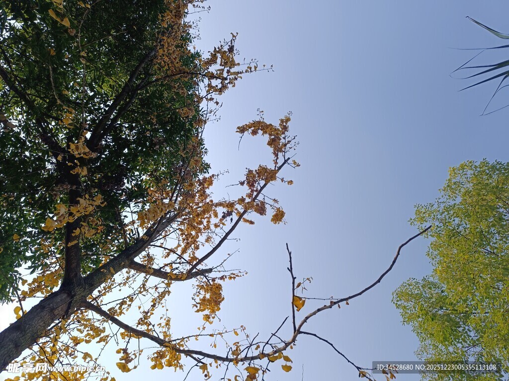 秋日枝头黄叶映蓝天