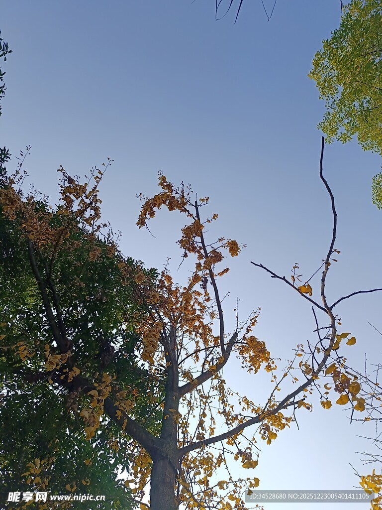 秋日枝头黄叶映蓝天