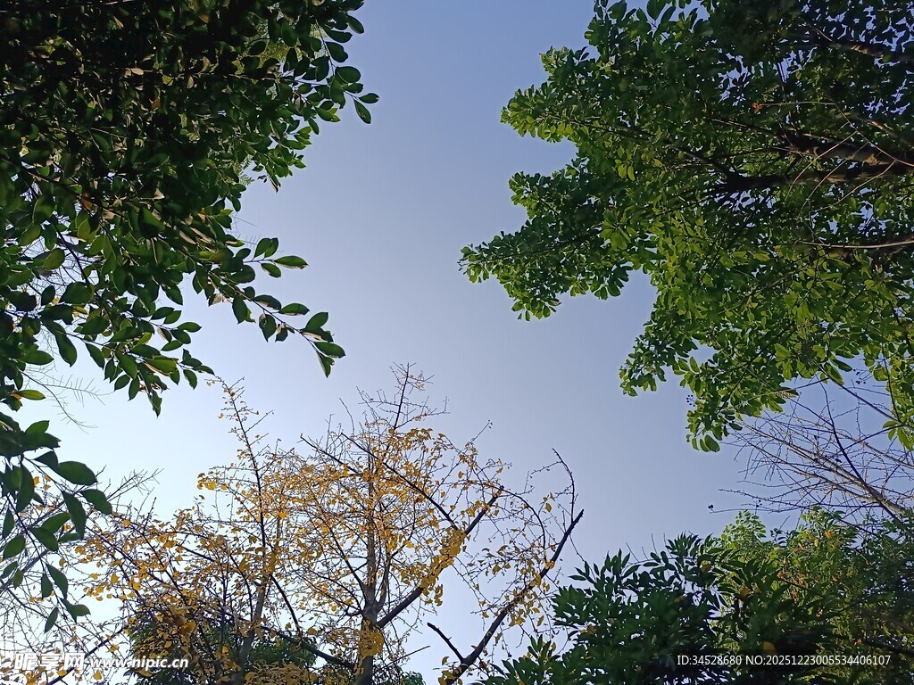 仰视树冠下的天空景色