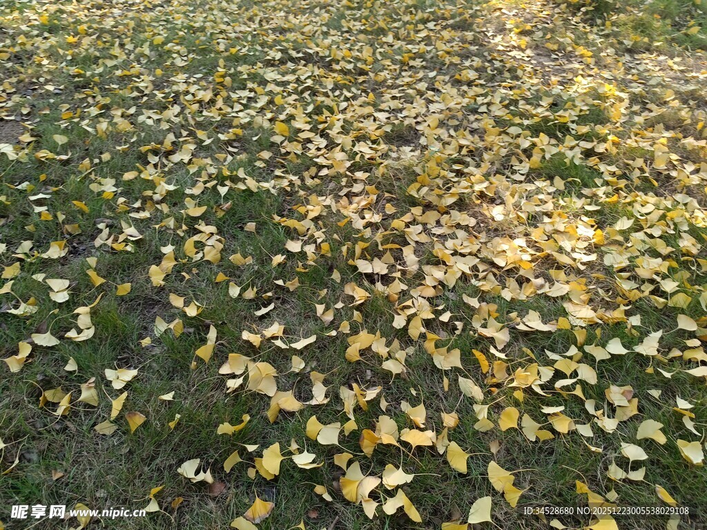 秋日银杏落叶铺满草地