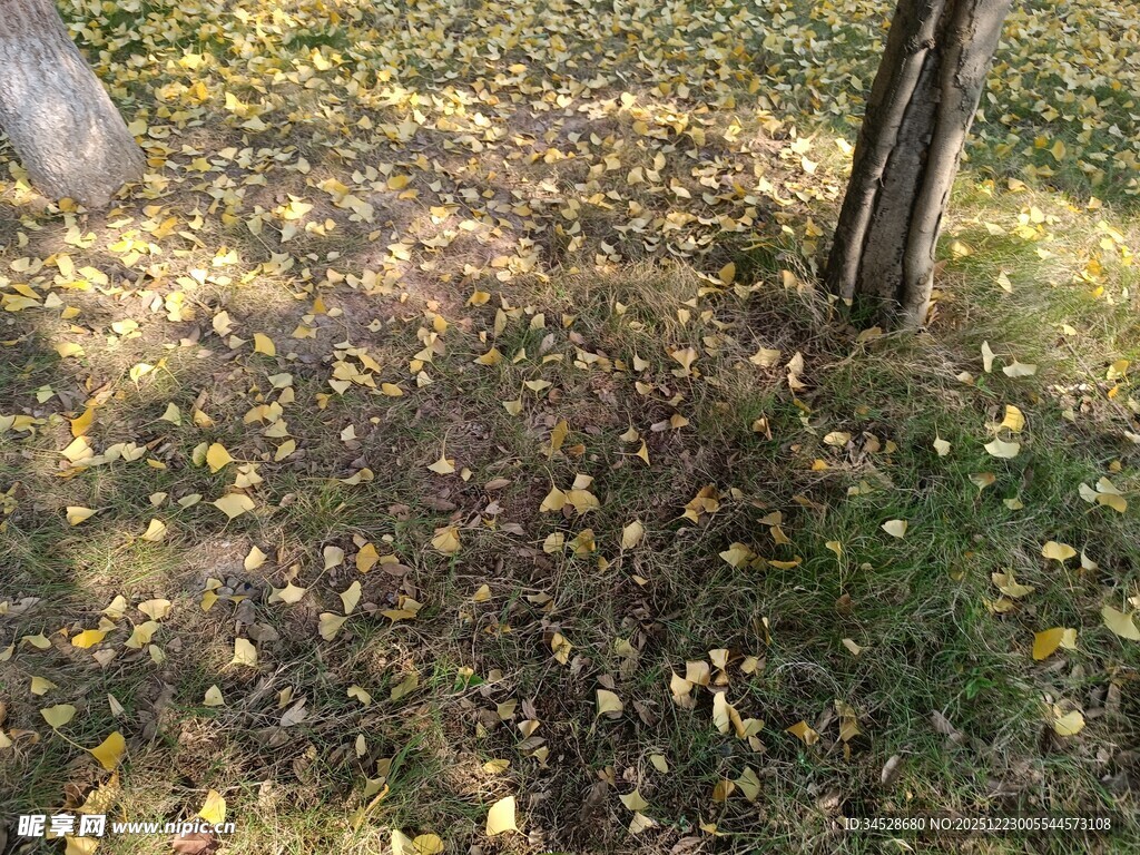 秋日树下落叶景致