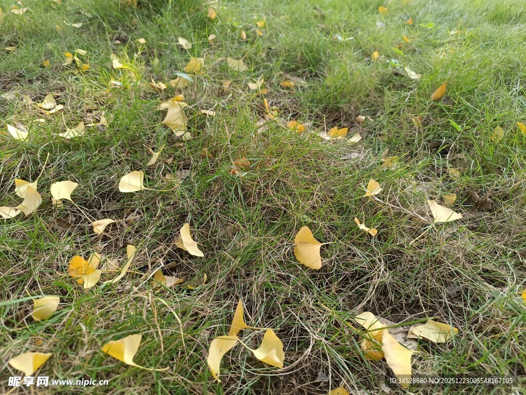 草地上的金黄落叶