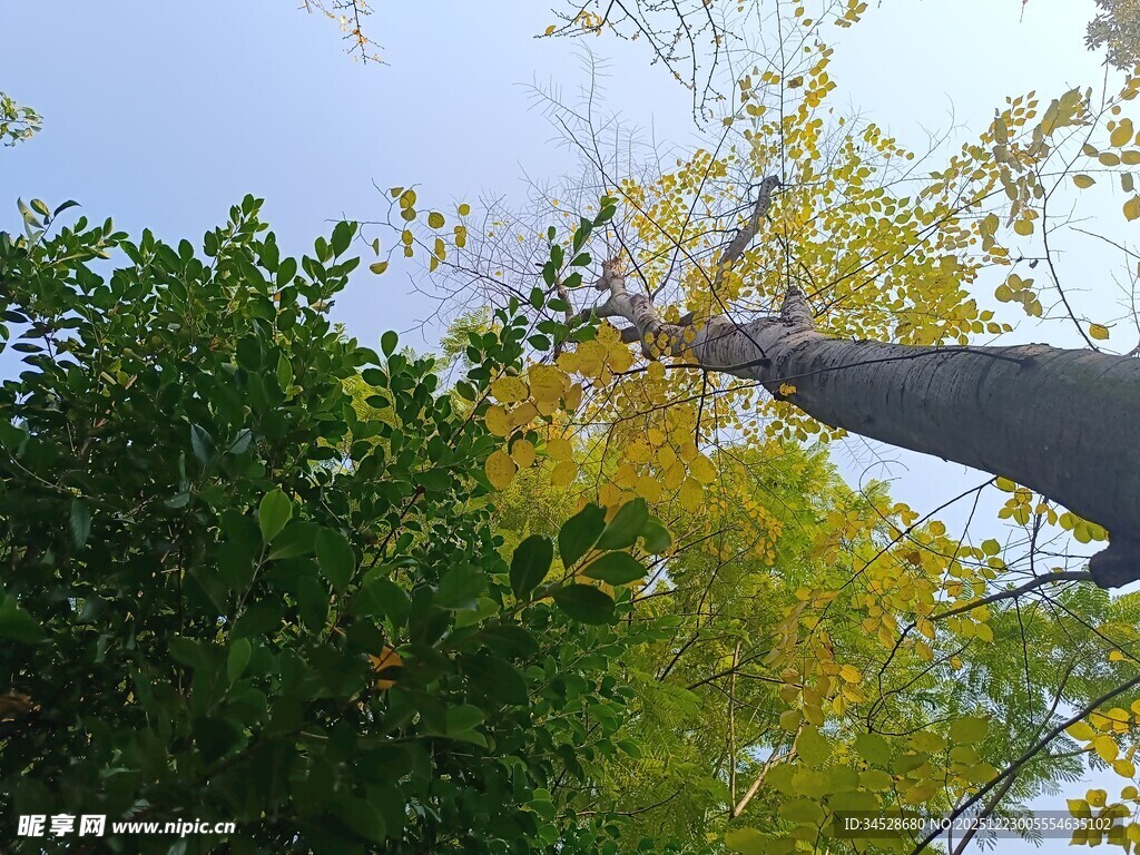 仰望秋日黄绿相间的树木