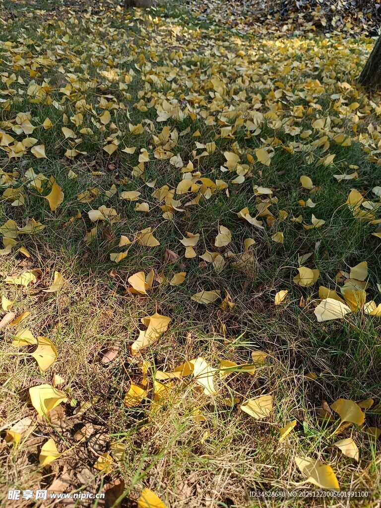 秋日银杏落叶铺满草地