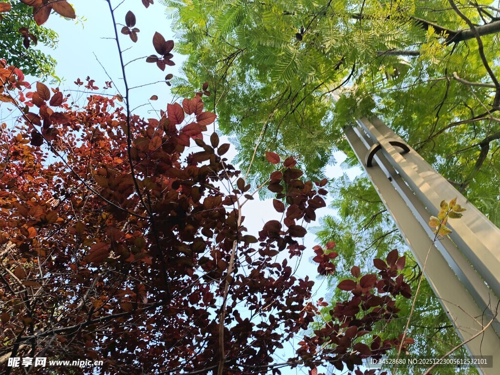 仰视多彩树木景观