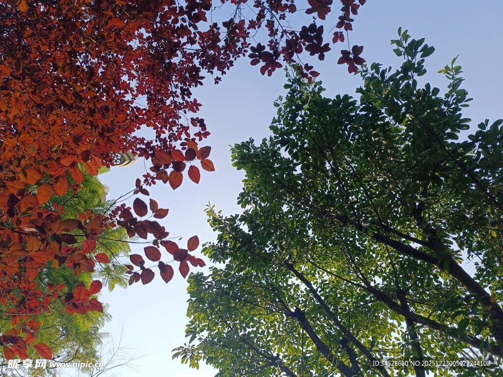 秋日斑斓树梢