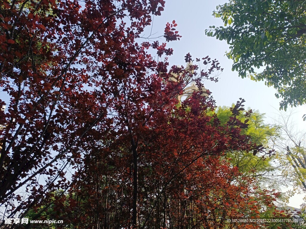 秋日红枫与绿树相映