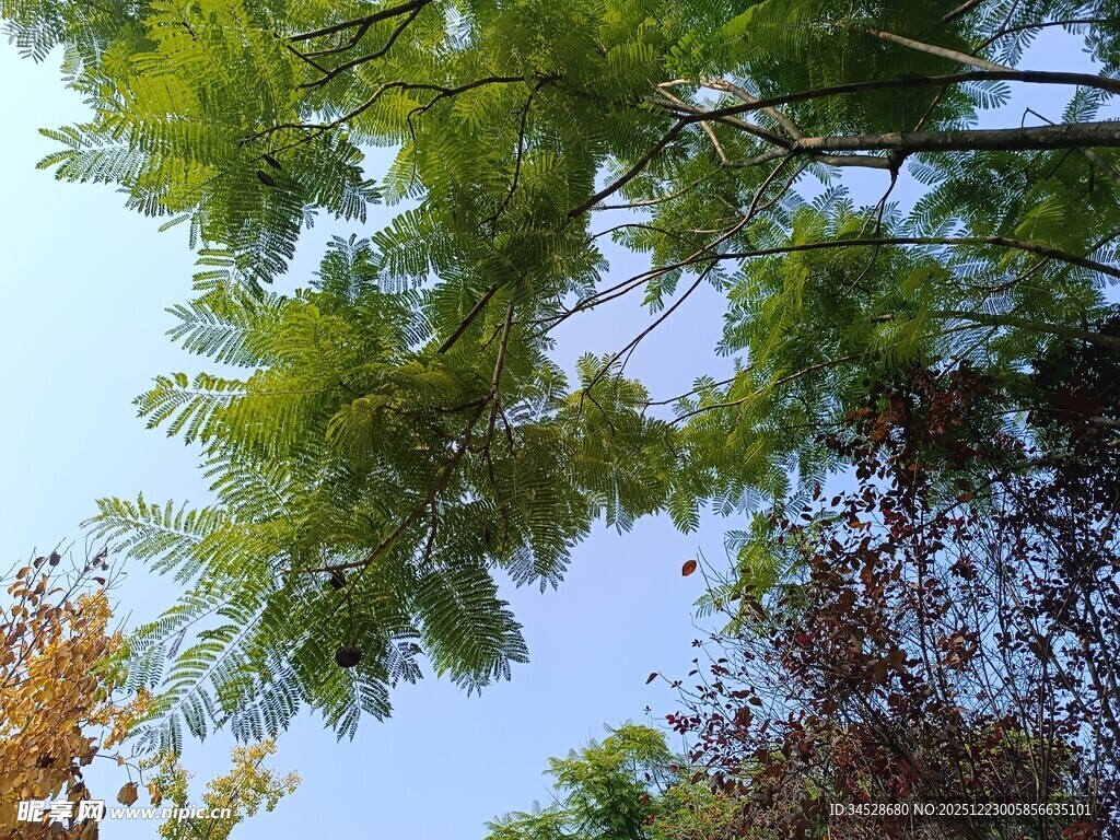 仰视葱郁树冠蓝天美景