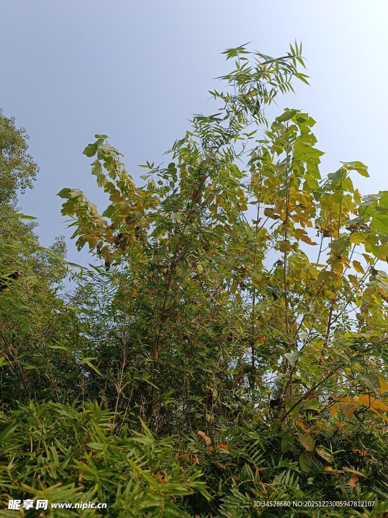 秋日繁茂树林景象