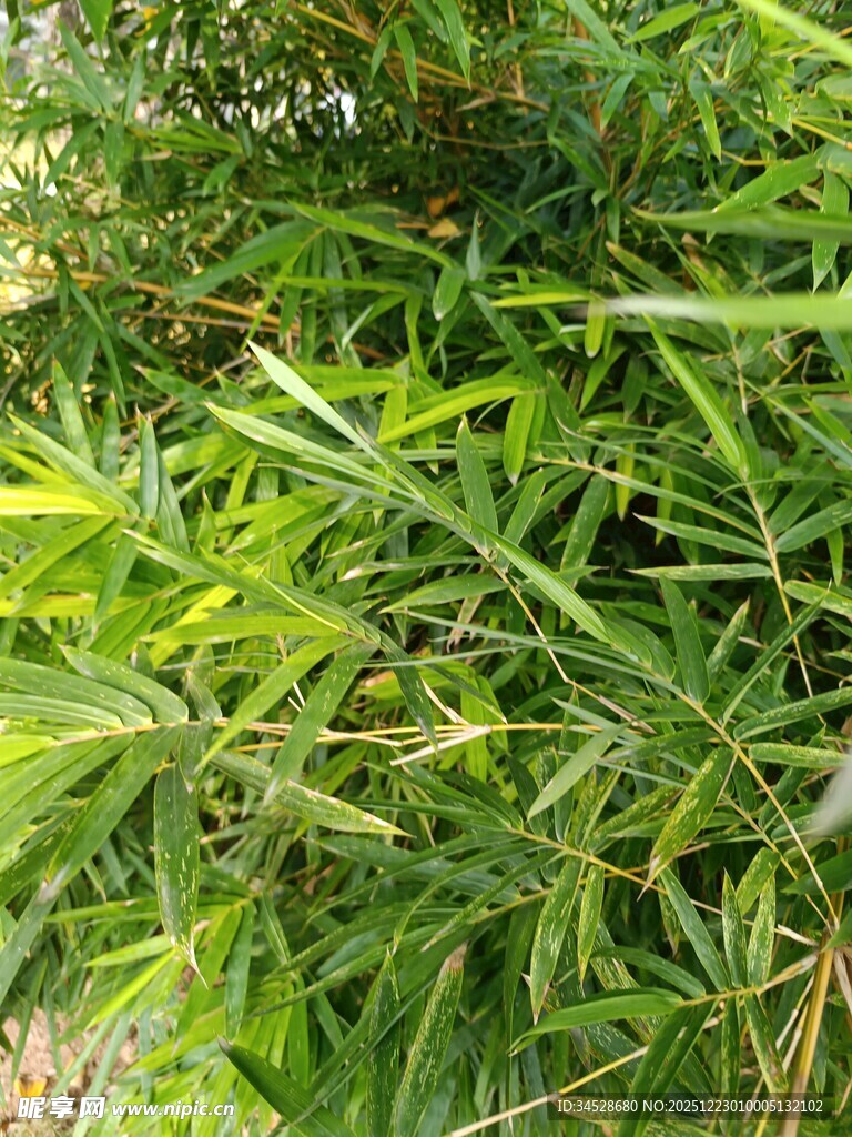 翠绿繁茂的竹叶景观