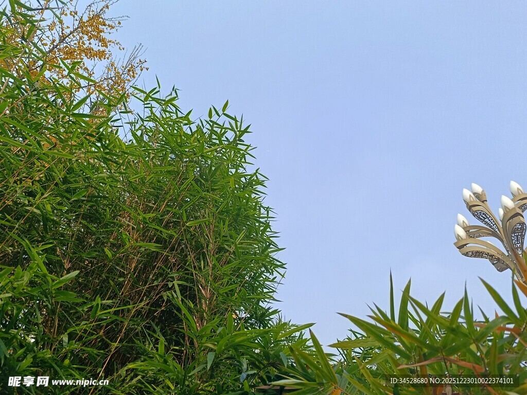 蓝天映衬下的葱郁绿植