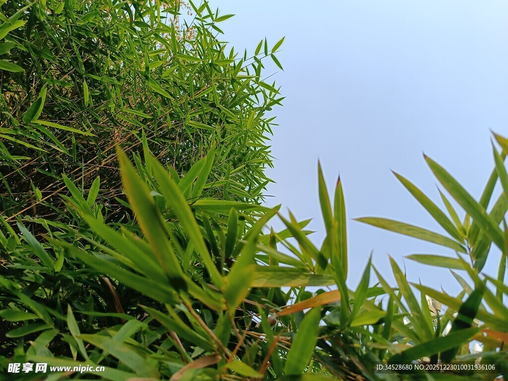 翠绿植物与蓝天相映成趣