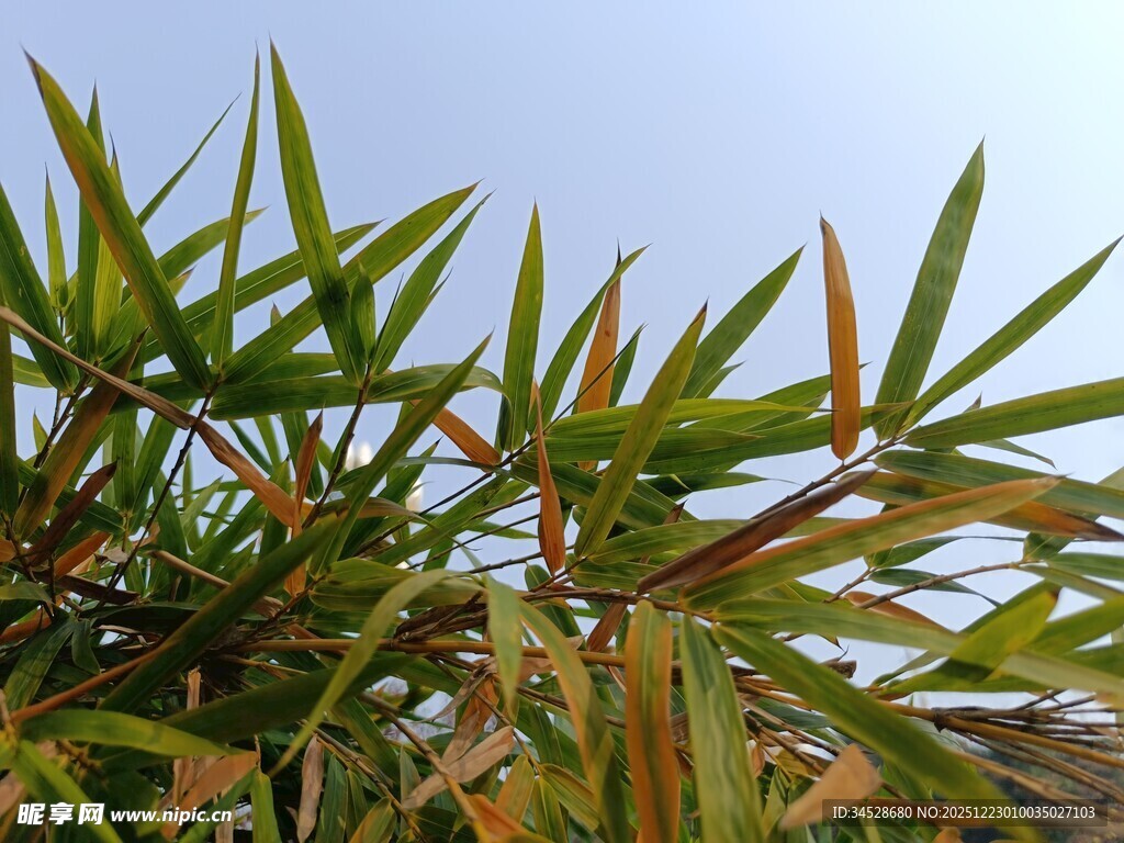 翠绿竹叶在蓝天映衬下