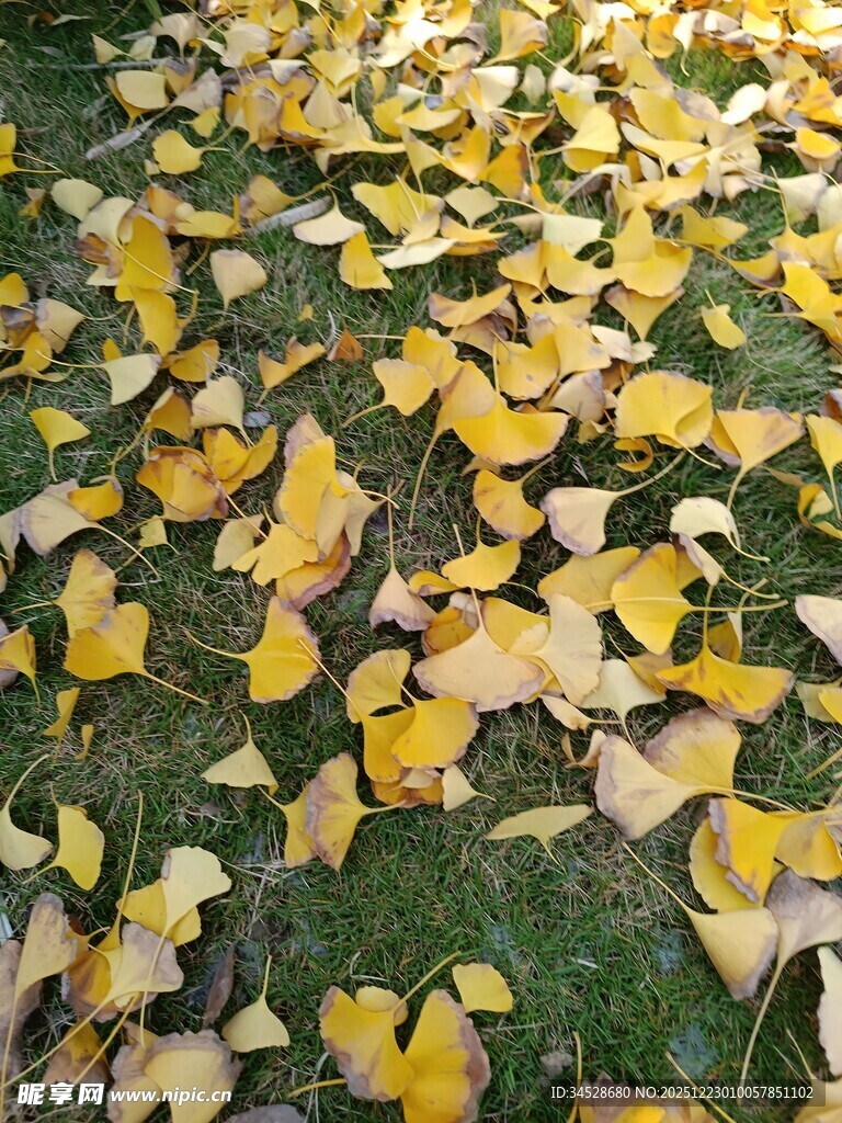 秋日银杏落叶铺满草地