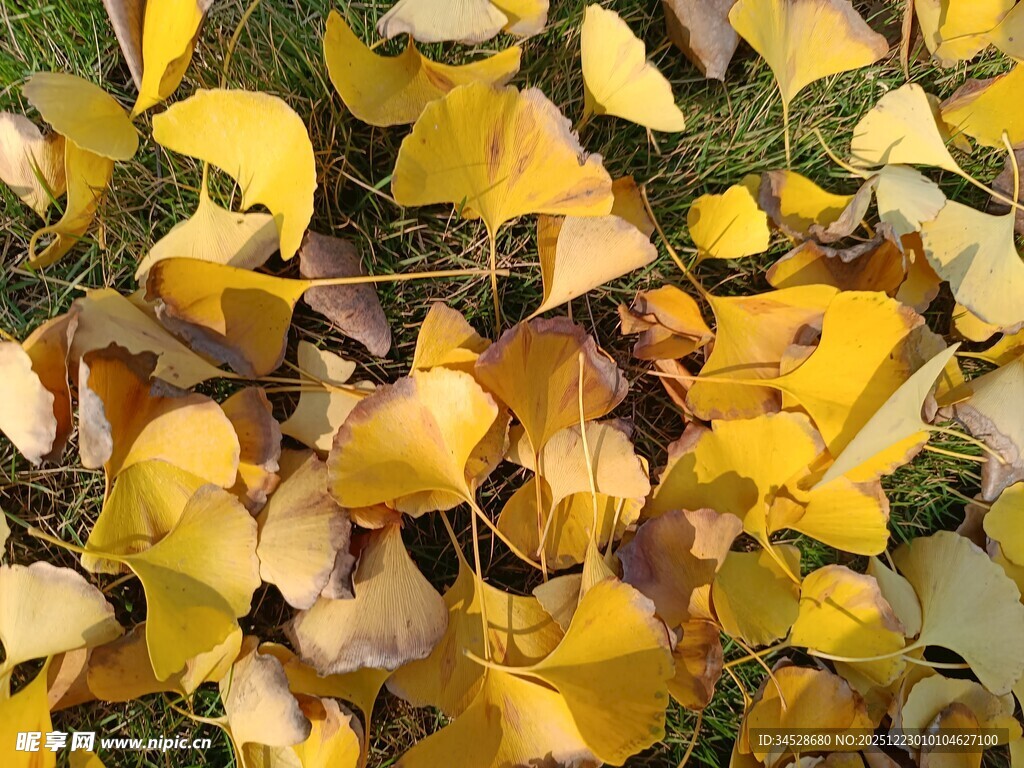 金黄银杏叶铺就秋日美景