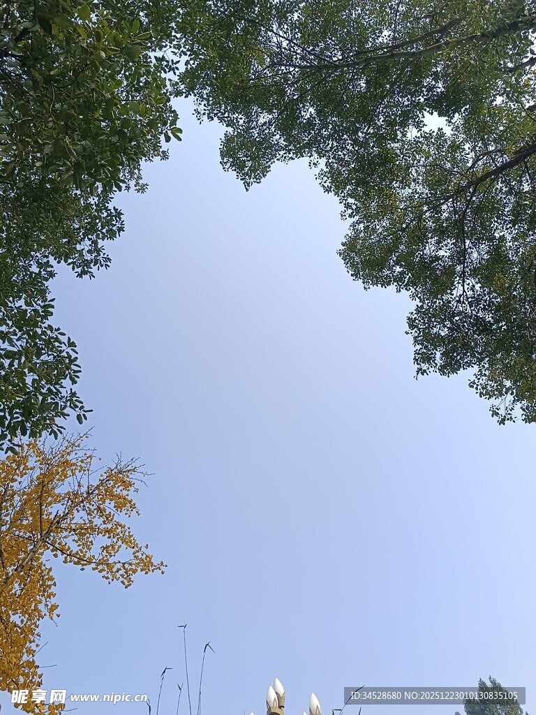 仰望秋日树梢与蓝天