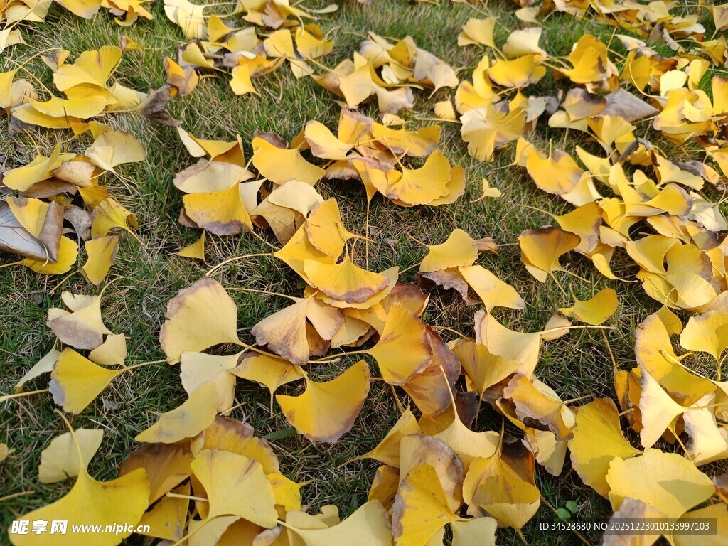 金黄银杏叶铺满地面