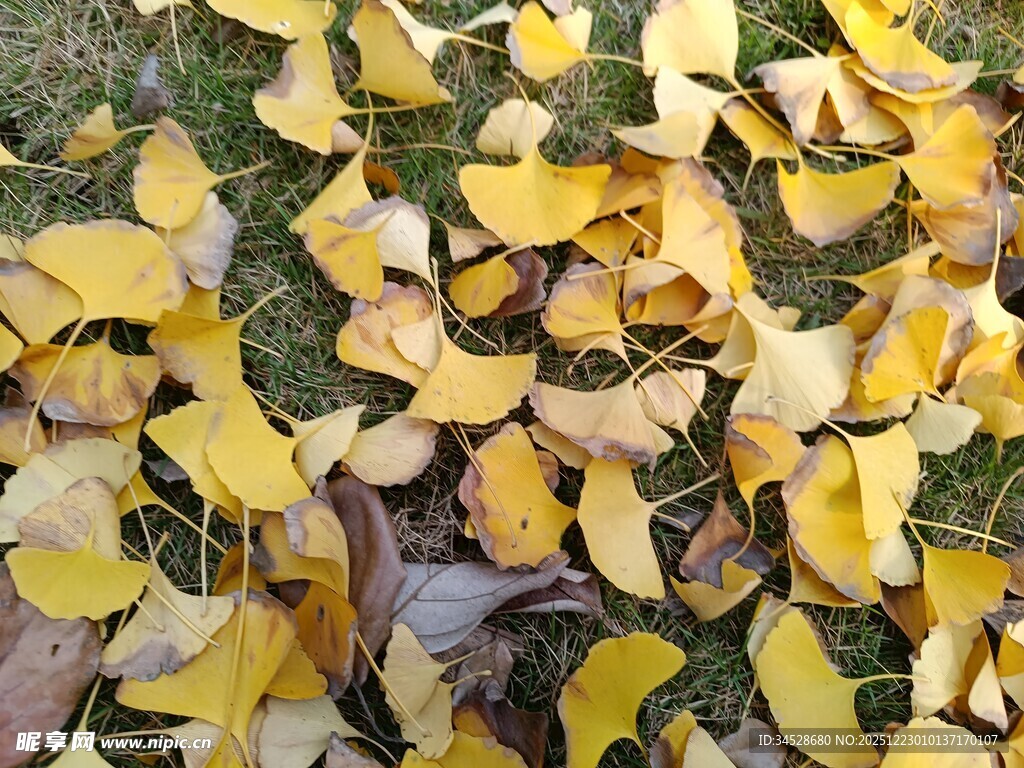 地上金黄银杏落叶美景